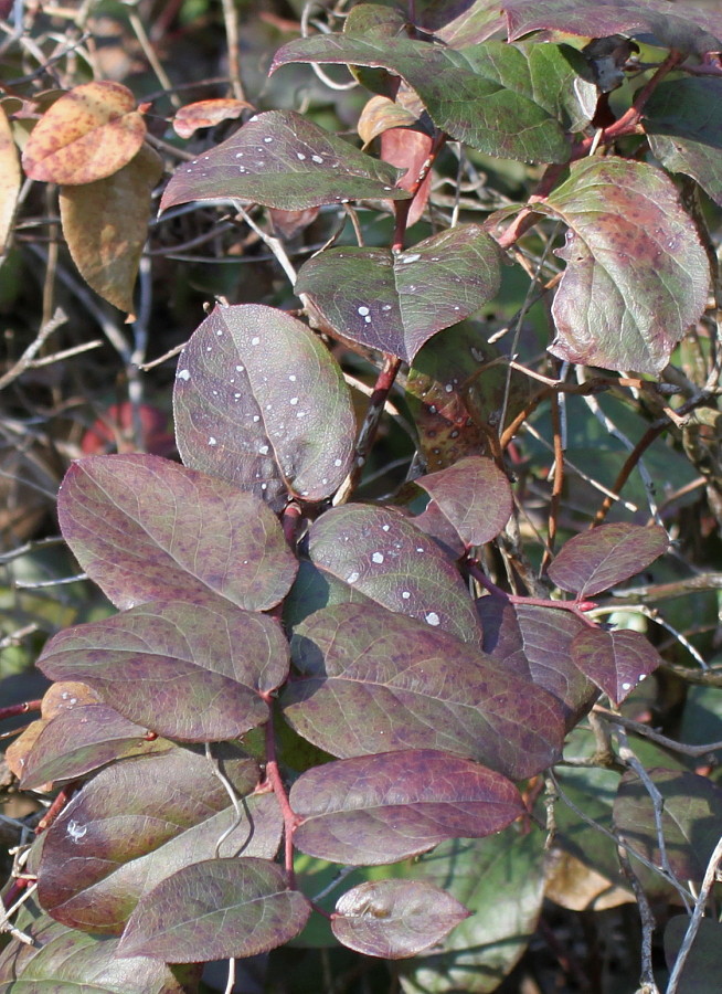 Изображение особи Leucothoe catesbaei.