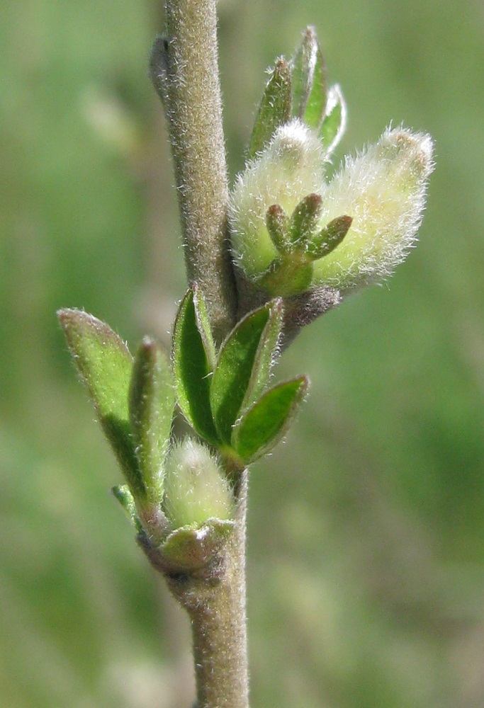 Image of Chamaecytisus colchicus specimen.