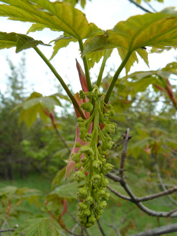 Image of Acer pseudoplatanus specimen.