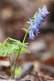 Corydalis turtschaninovii