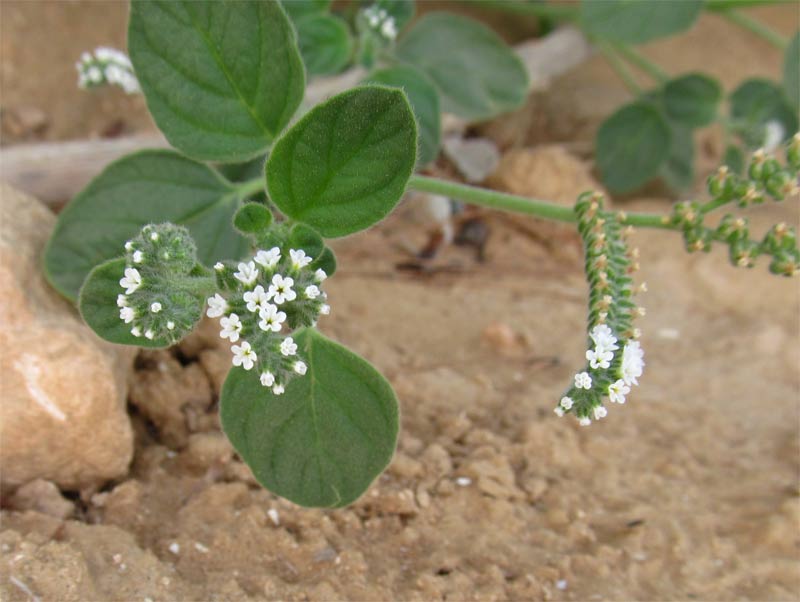 Image of Heliotropium rotundifolium specimen.