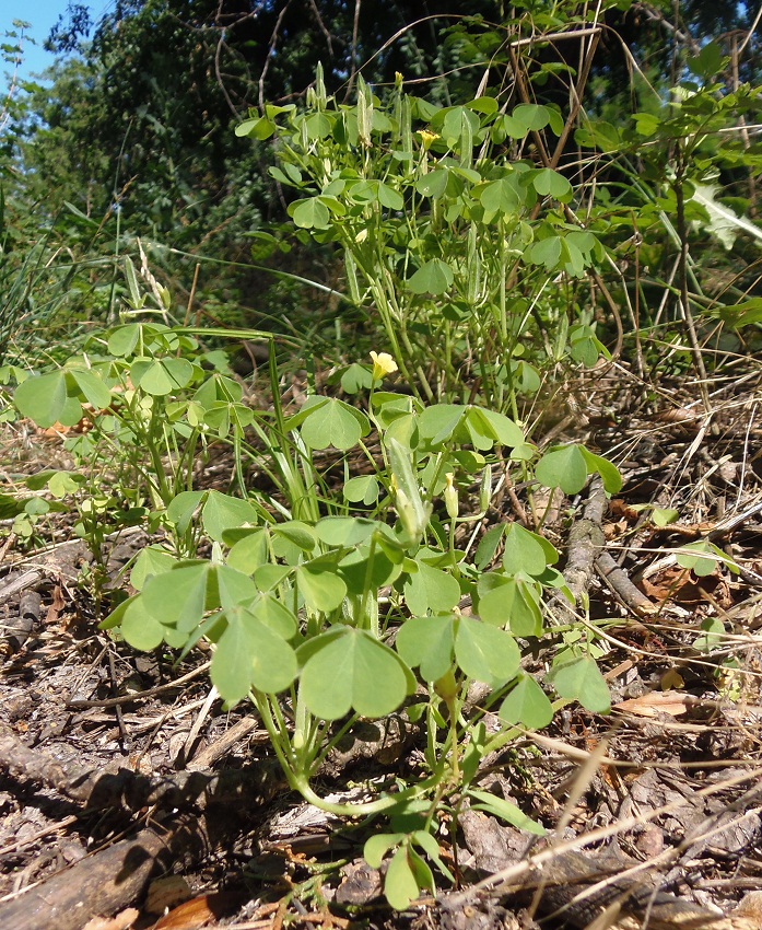 Изображение особи Oxalis stricta.