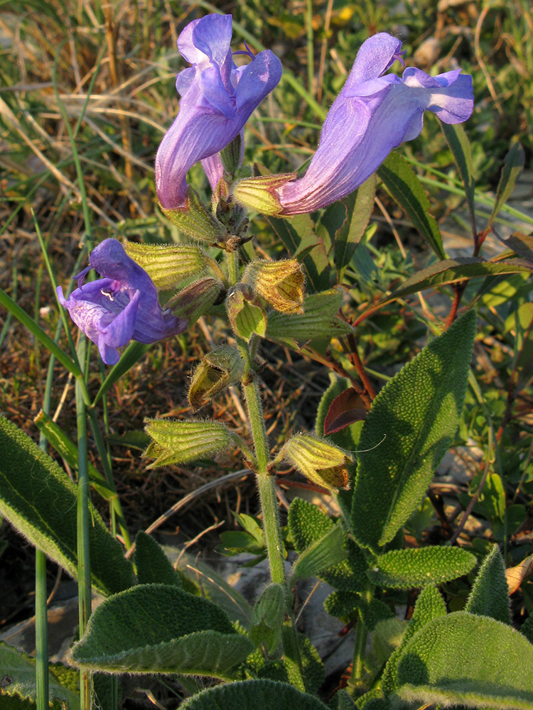 Image of Salvia ringens specimen.