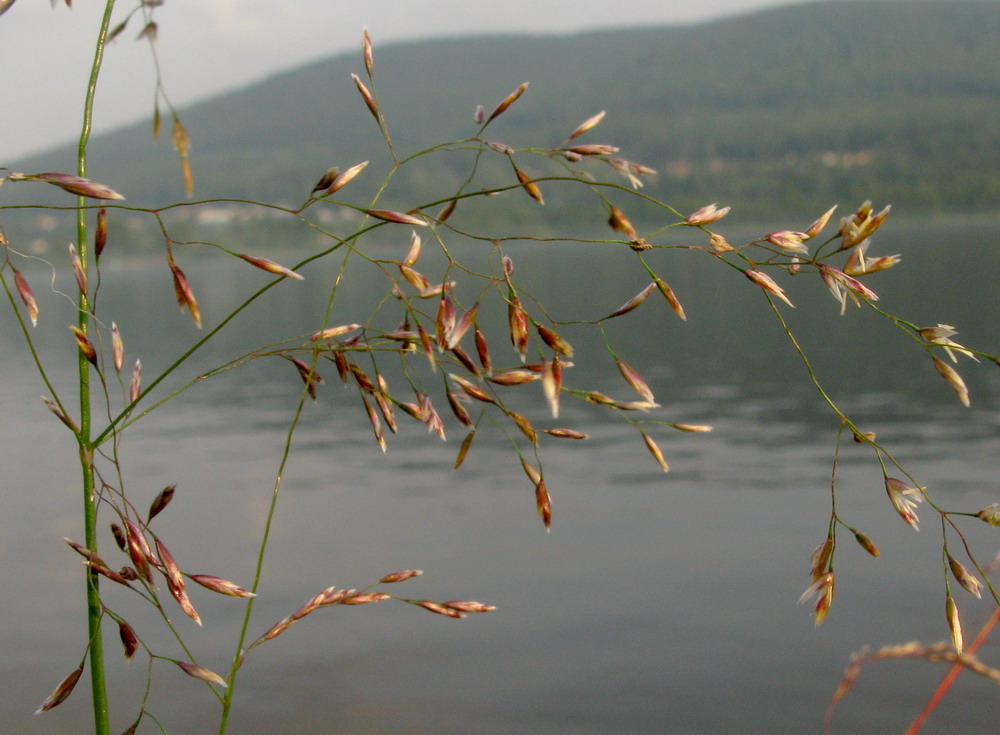 Image of Deschampsia kaschinae specimen.