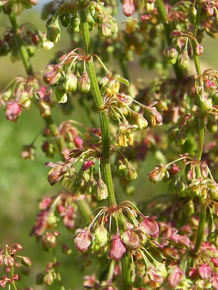 Image of Rumex patientia specimen.