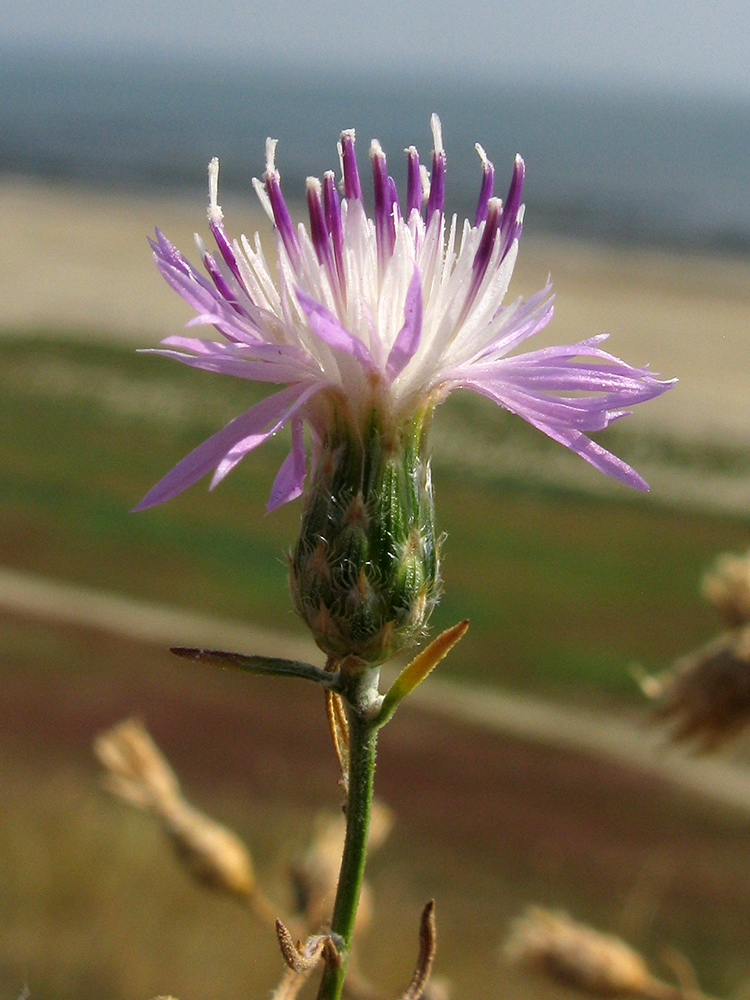 Image of Centaurea odessana specimen.