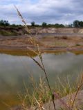 Echinochloa crus-galli. Верхушка побега с соплодием. Краснодарский край, окр. г. Крымск, глиняный карьер. 31.08.2013.