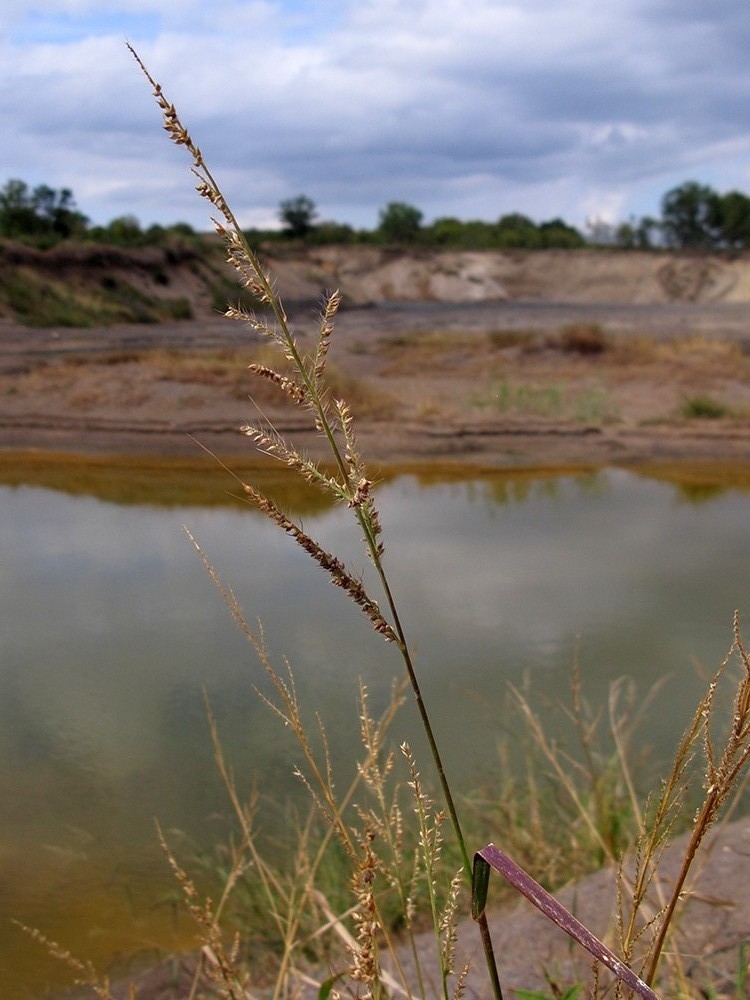 Изображение особи Echinochloa crus-galli.