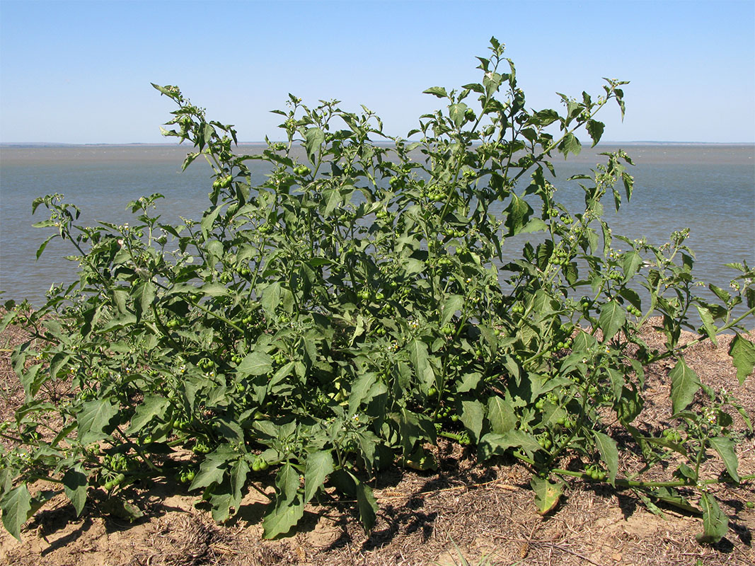 Изображение особи Solanum nigrum.