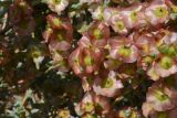 Salsola acutifolia