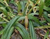 Gentiana walujewii