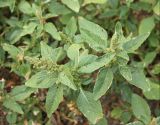 Amaranthus retroflexus