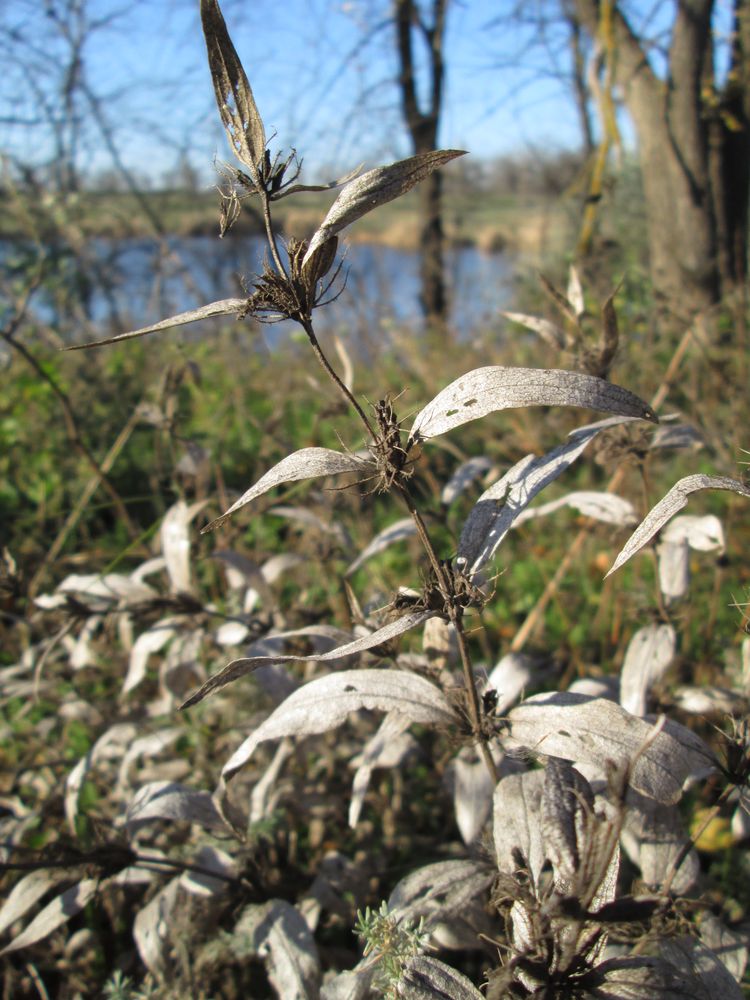 Image of Phlomis pungens specimen.