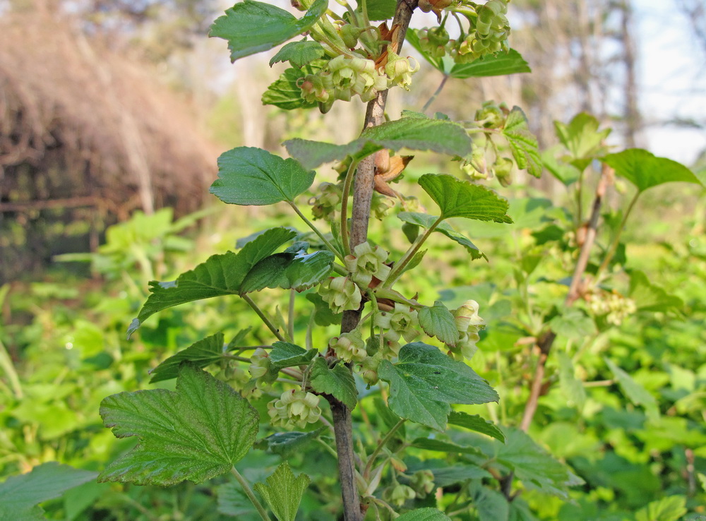 Image of Ribes nigrum specimen.