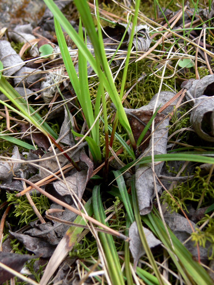 Image of Carex digitata specimen.