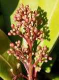 Skimmia japonica. Нераспустившееся соцветие. Германия, г. Essen, Grugapark. 29.09.2013.