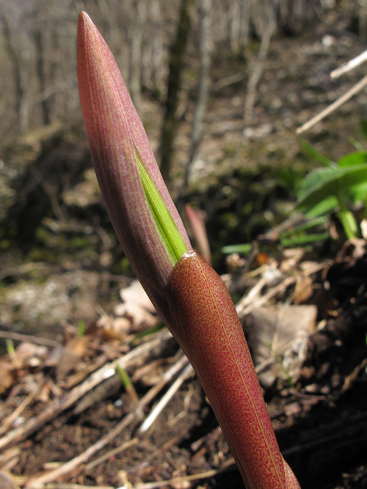 Image of Polygonatum glaberrimum specimen.