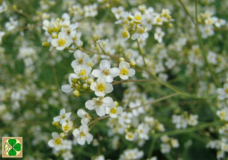 Image of Crambe cordifolia specimen.