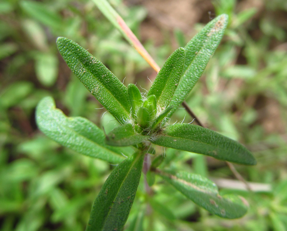 Изображение особи Thymus marschallianus.