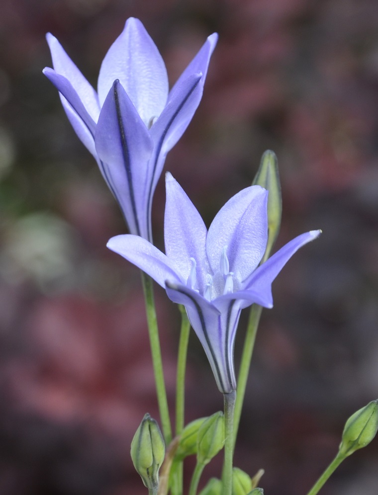 Изображение особи Triteleia laxa.