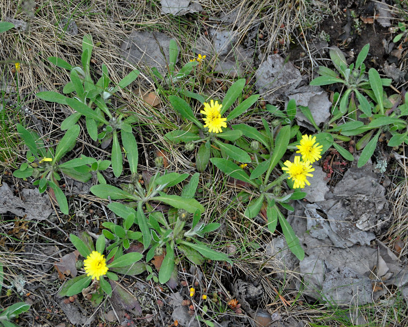 Image of Pilosella officinarum specimen.