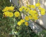 род Crepis