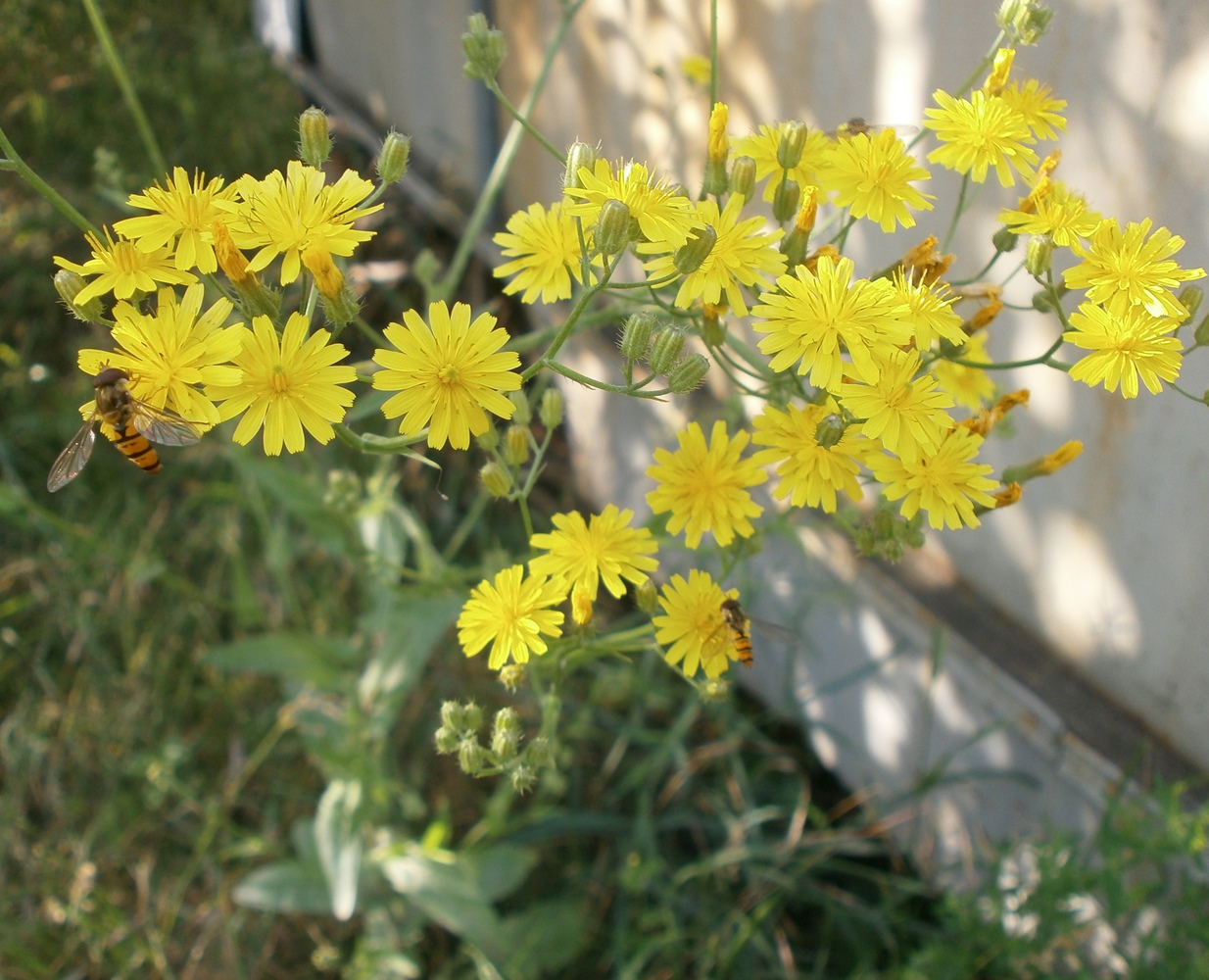 Image of genus Crepis specimen.