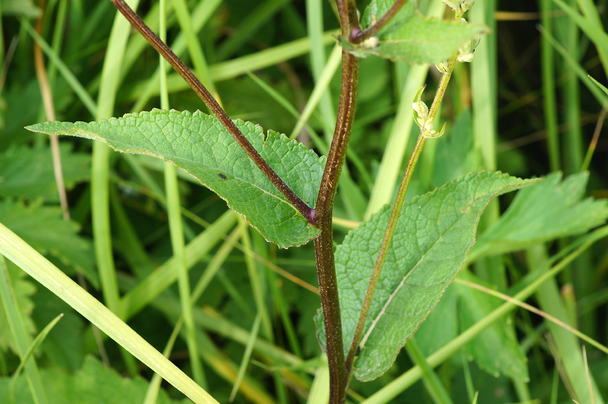 Image of Verbascum marschallianum specimen.