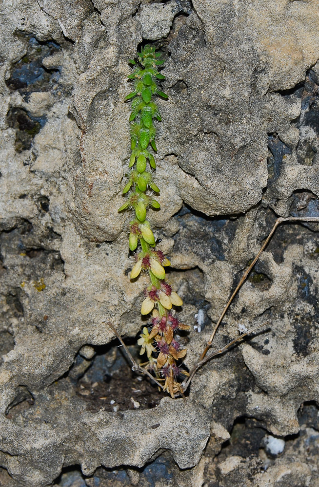 Image of Valantia hispida specimen.