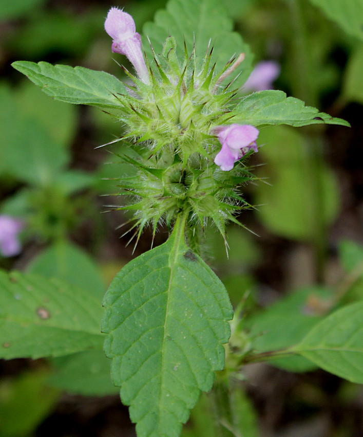 Изображение особи Galeopsis bifida.