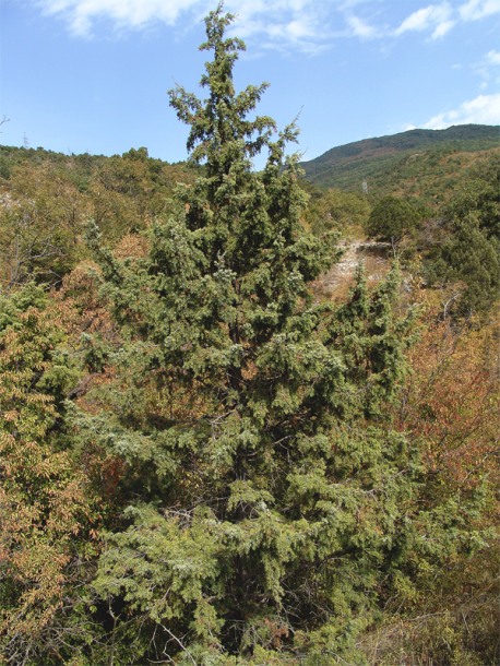 Image of Juniperus deltoides specimen.