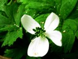 Anemone baicalensis subspecies occidentali-sajanensis. Цветок (аномальная форма с четырьмя лепестками). Красноярский край, Ермаковский р-н, парк \"Ергаки\", окр. Полки, поляна в горно-черневом лесу. 10.06.2009.