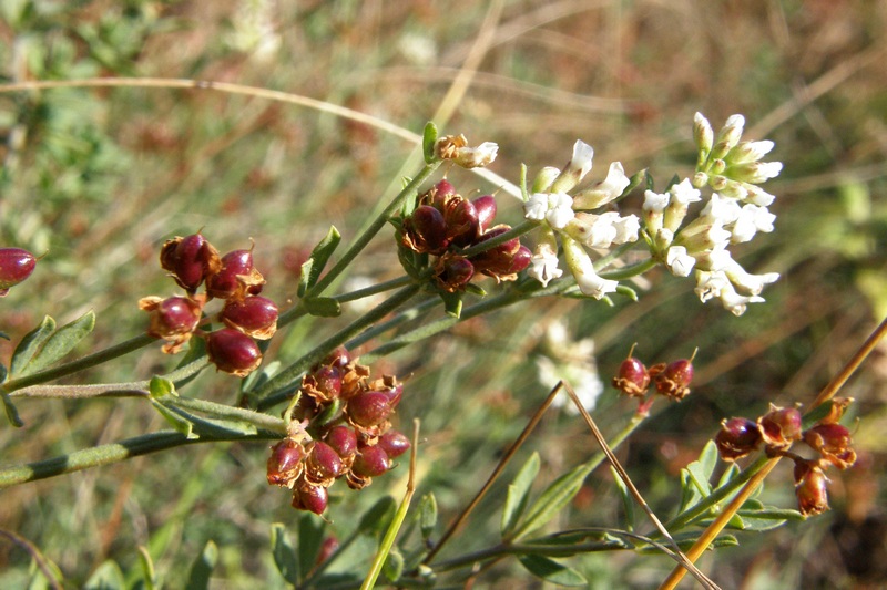 Image of Dorycnium herbaceum specimen.