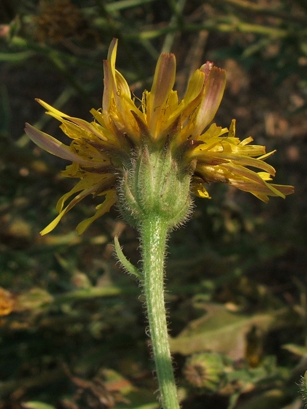 Image of Crepis rhoeadifolia specimen.