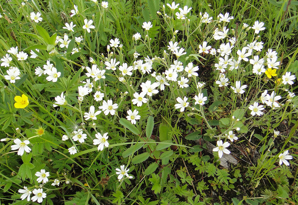 Image of Cerastium arvense specimen.