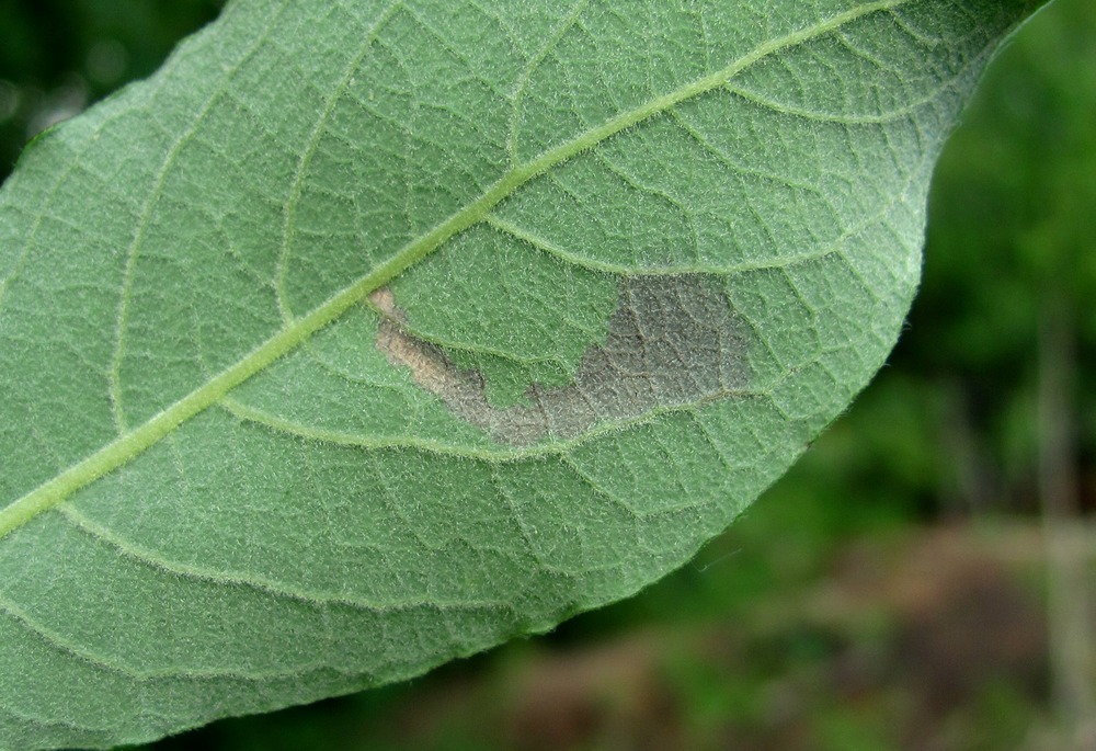 Image of Salix caprea specimen.