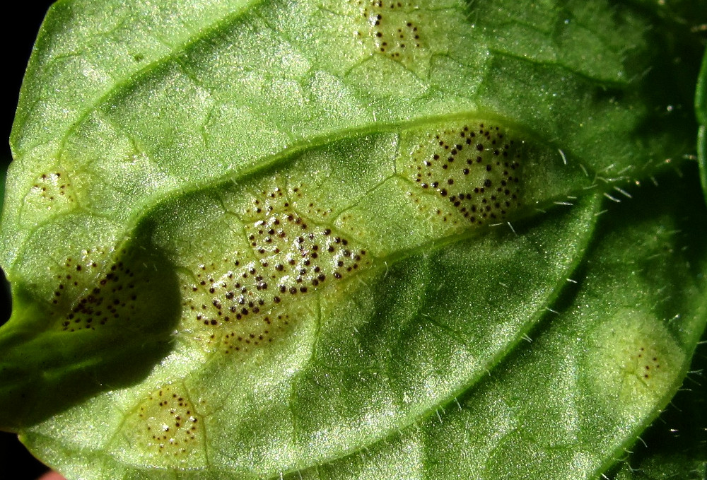 Image of Viola epipsila specimen.