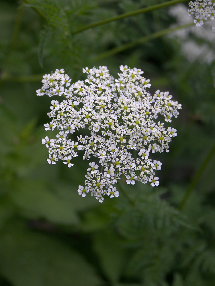 Image of Chaerophyllum aureum specimen.