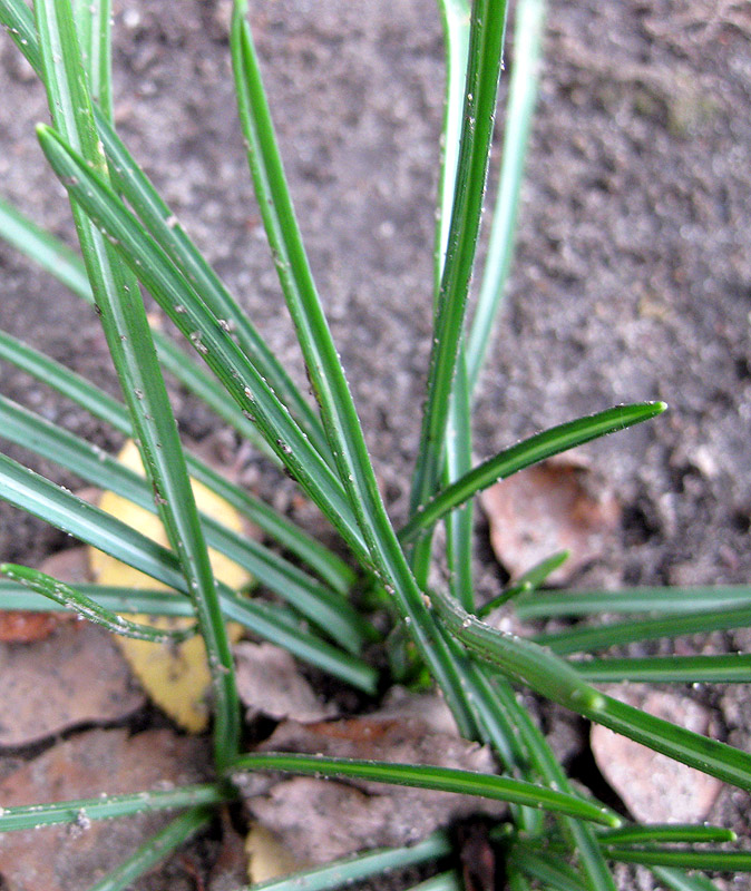 Image of Ornithogalum refractum specimen.