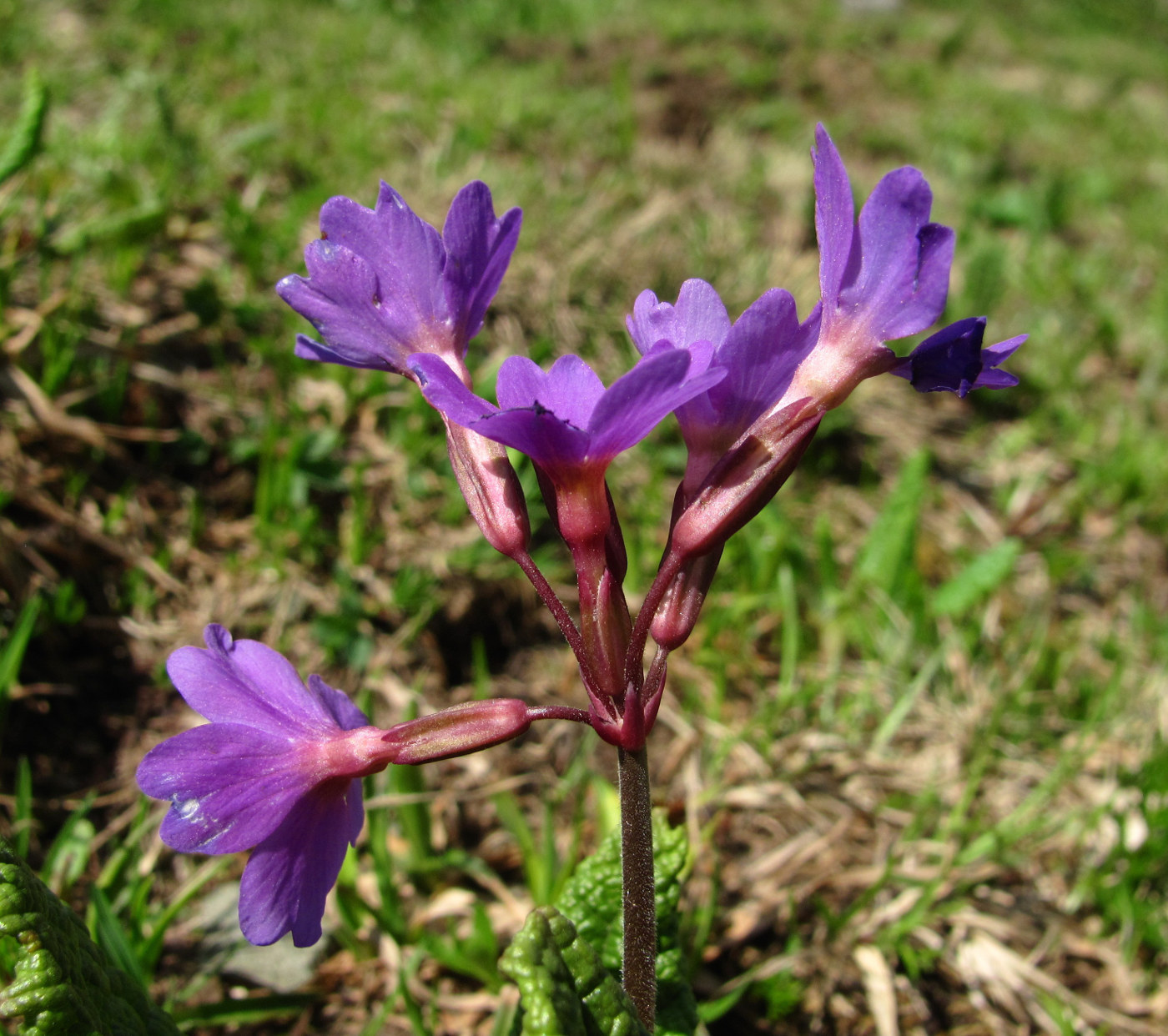 Изображение особи Primula amoena.