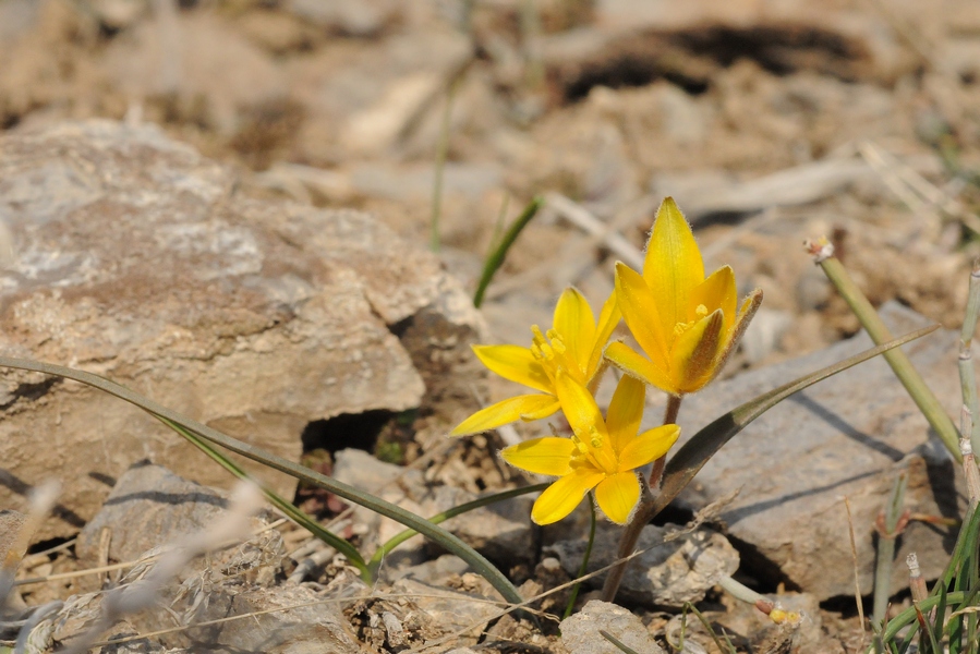 Image of Gagea setifolia specimen.