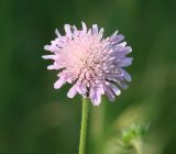 Knautia arvensis