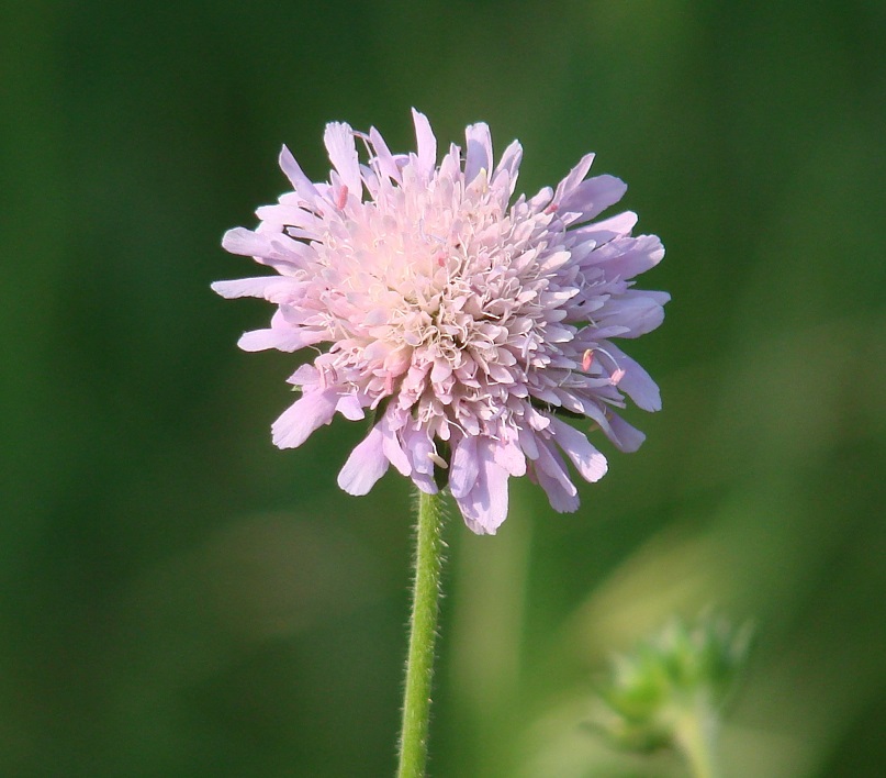 Image of Knautia arvensis specimen.