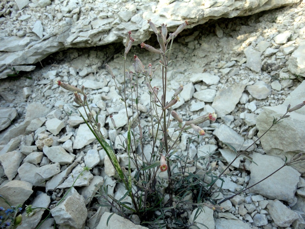 Image of Silene crispans specimen.