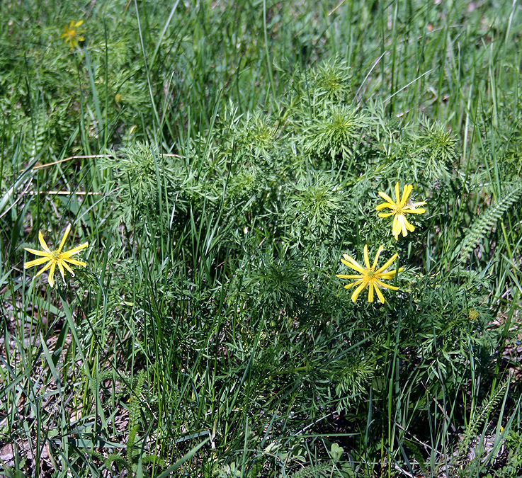 Image of Adonis volgensis specimen.