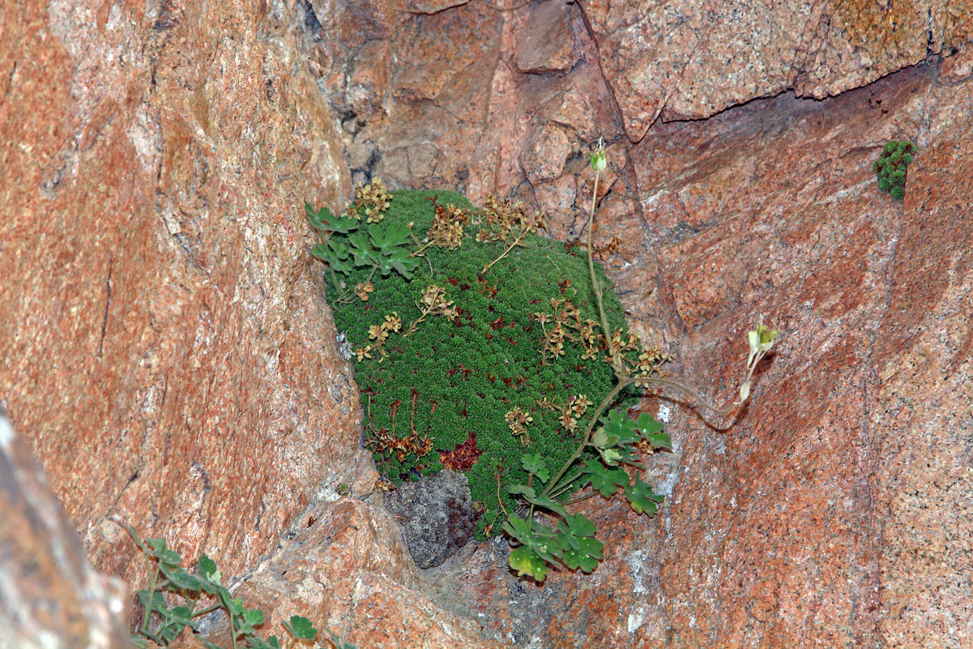 Image of Saxifraga alberti specimen.