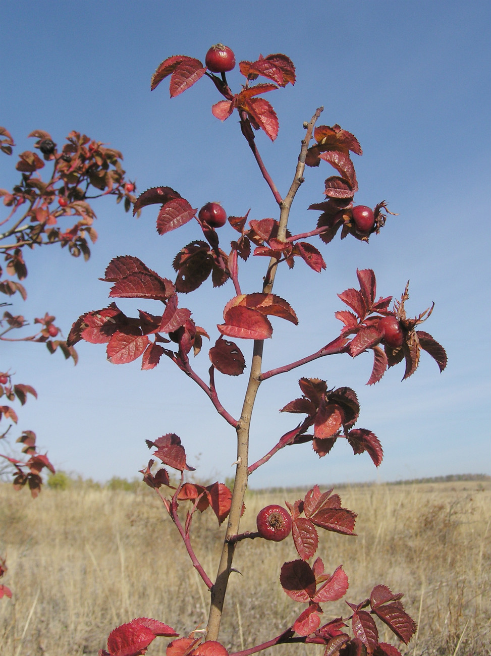 Image of genus Rosa specimen.