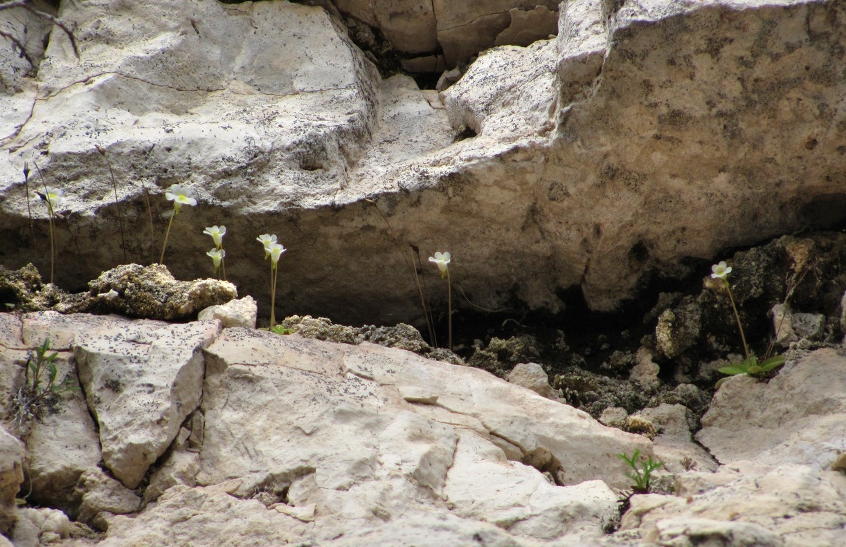 Image of Pinguicula alpina specimen.