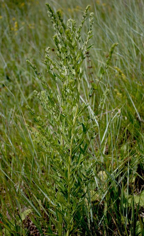 Image of Lithospermum officinale specimen.