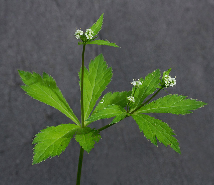 Image of Sanicula uralensis specimen.